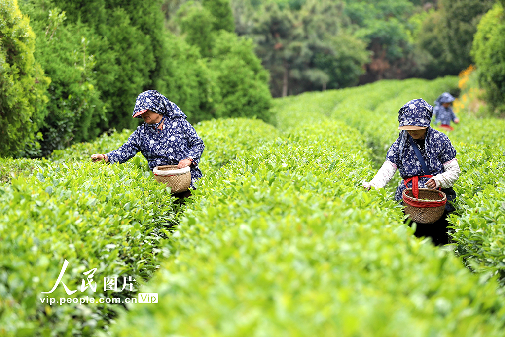 山東日照：茶香漫青山 綠意生“金”葉【5】