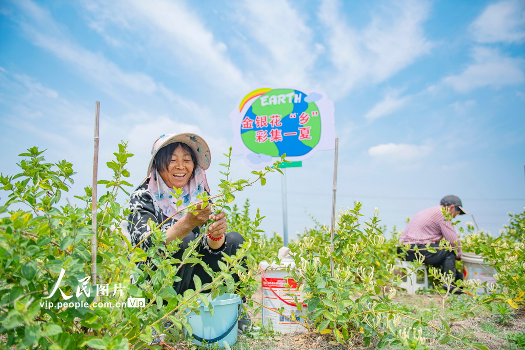 江蘇宿遷：金銀花產(chǎn)業(yè)助增收【2】