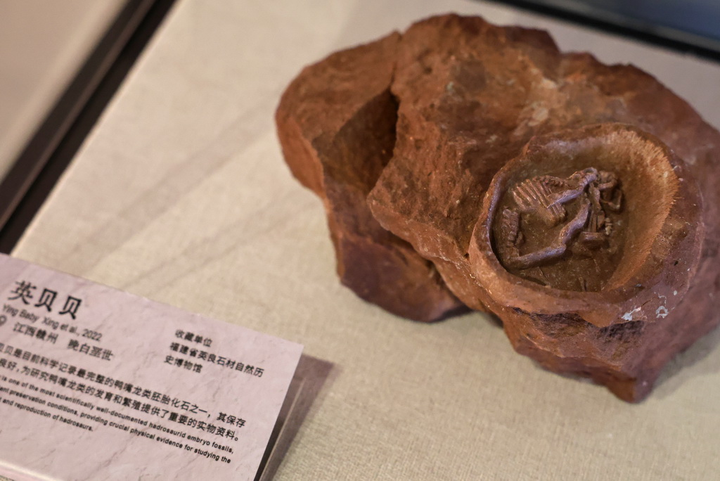 這是展出的英貝貝鴨嘴龍類胚胎化石（5月26日攝）。