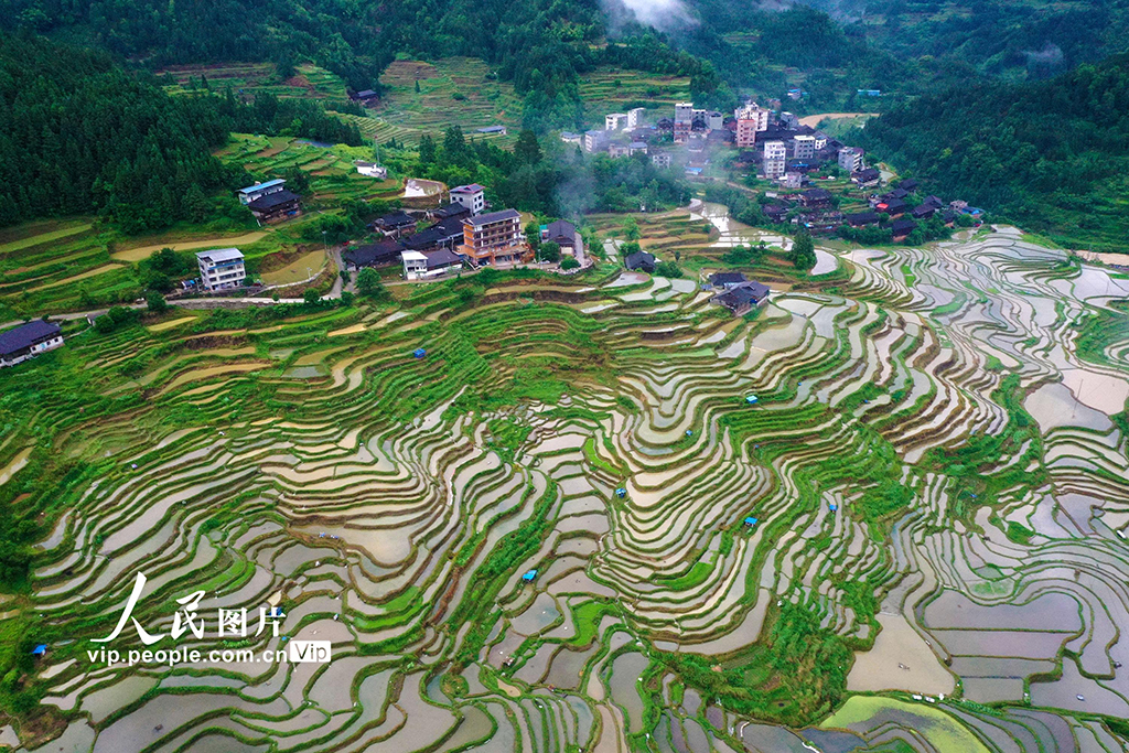 廣西融水：夏日梯田美如畫(huà)