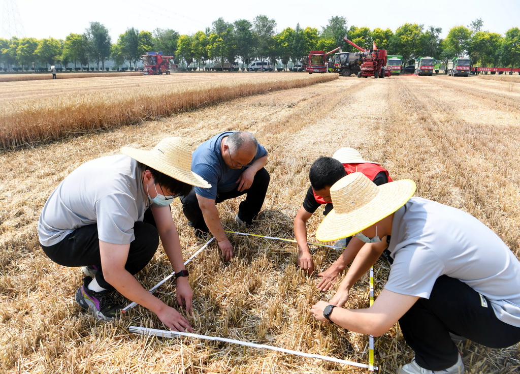 5月28日，在活動現(xiàn)場，工作人員在選定的采樣區(qū)域撿拾掉落的麥粒。