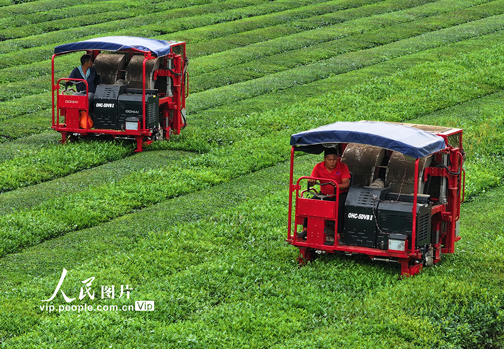 江西泰和：智能機(jī)器采收夏茶【4】