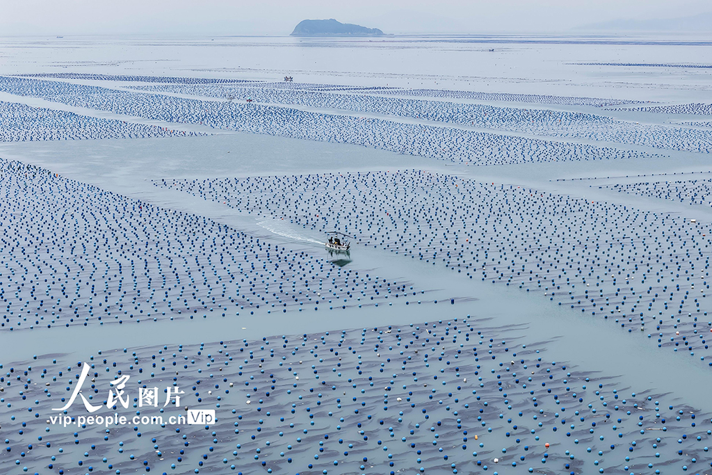 福建連江：夏日“海洋牧場”耕作忙