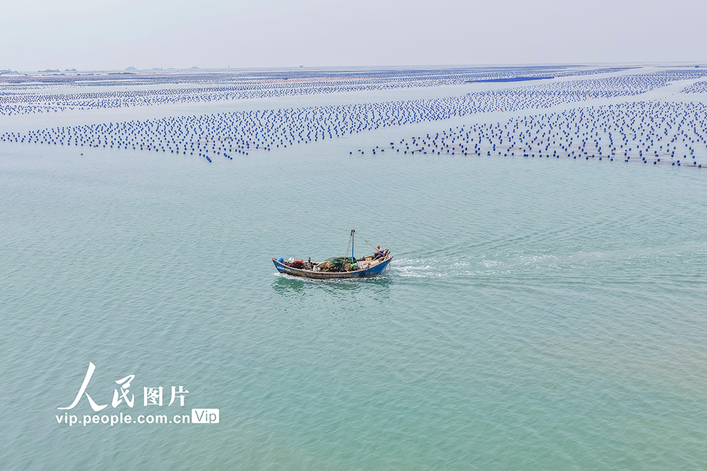 福建連江：夏日“海洋牧場(chǎng)”耕作忙【3】