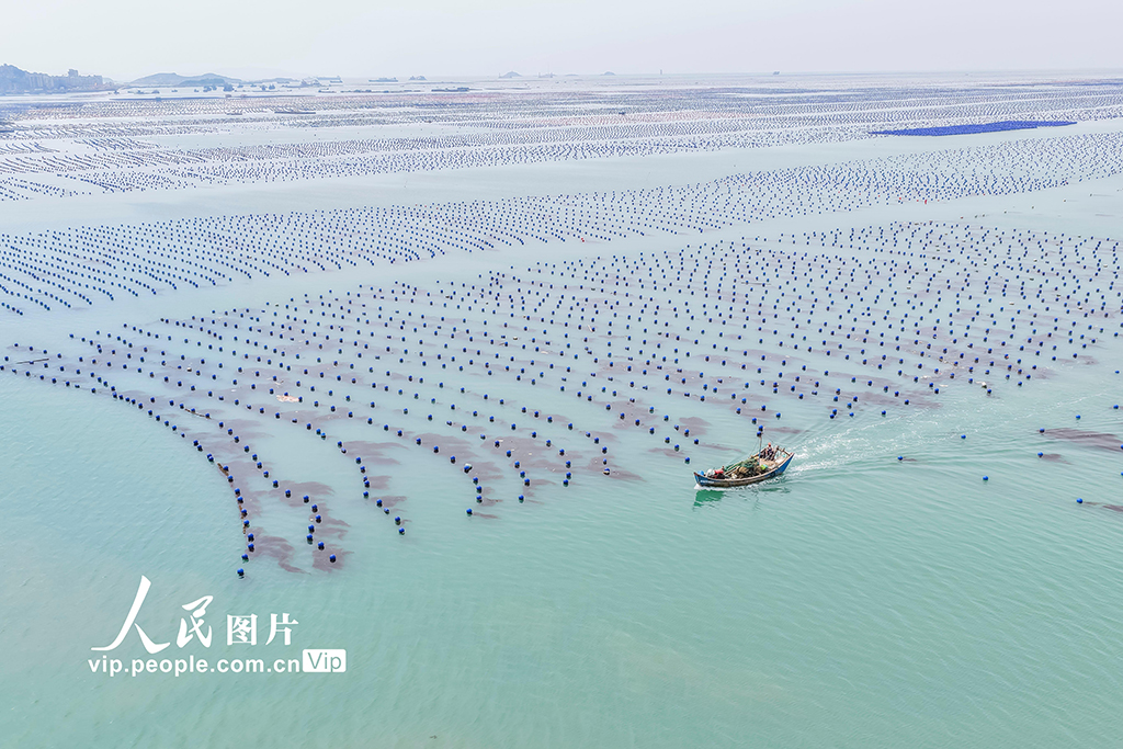 福建連江：夏日“海洋牧場(chǎng)”耕作忙【4】