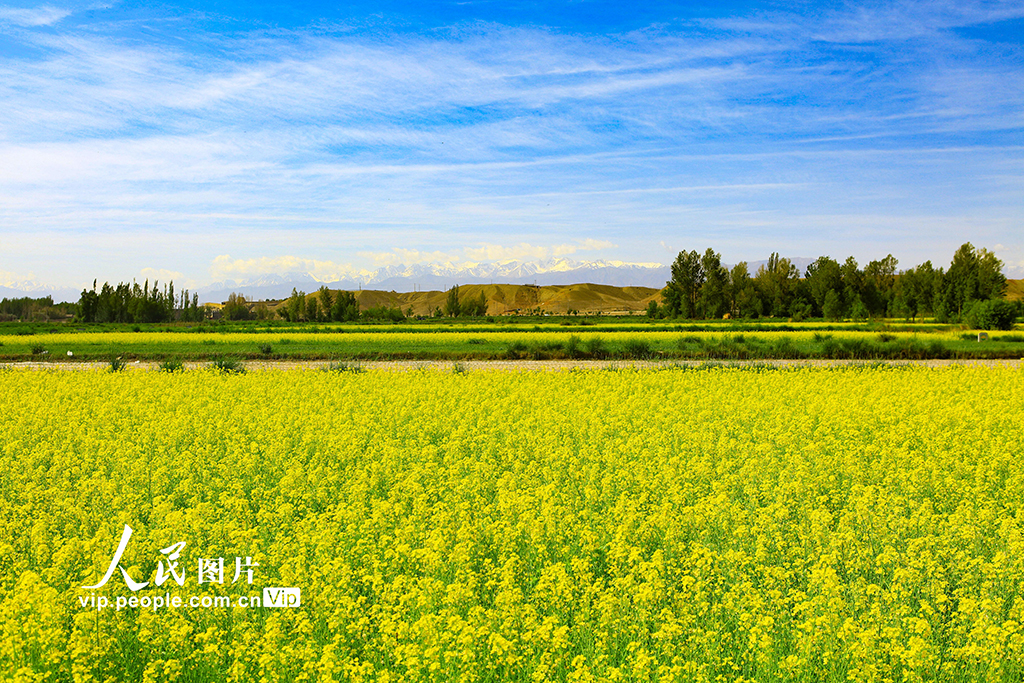 甘肅嘉峪關(guān)：長城腳下油菜花開引客來【2】