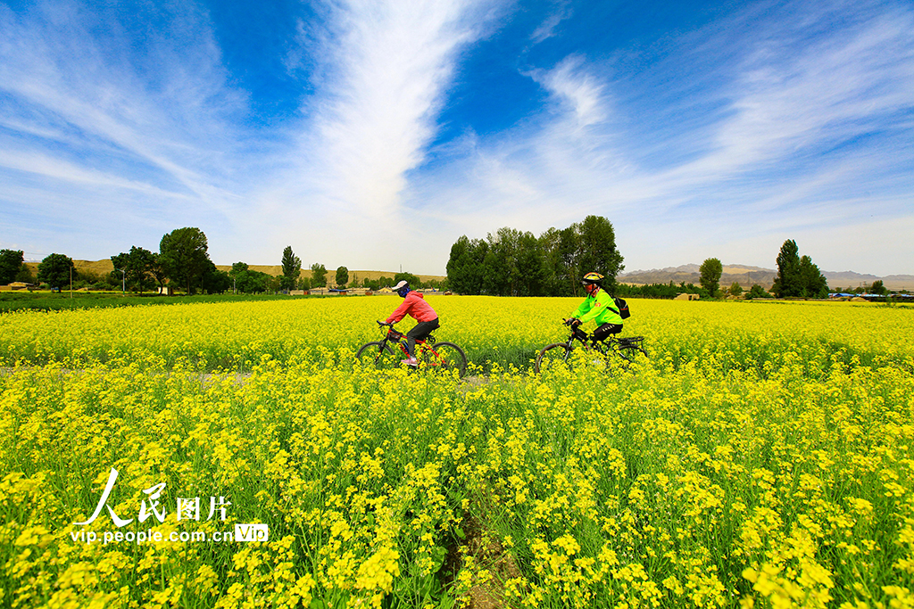 甘肅嘉峪關(guān)：長城腳下油菜花開引客來