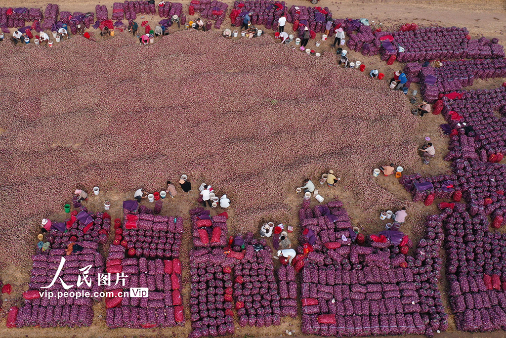 河南內(nèi)黃：洋蔥豐收