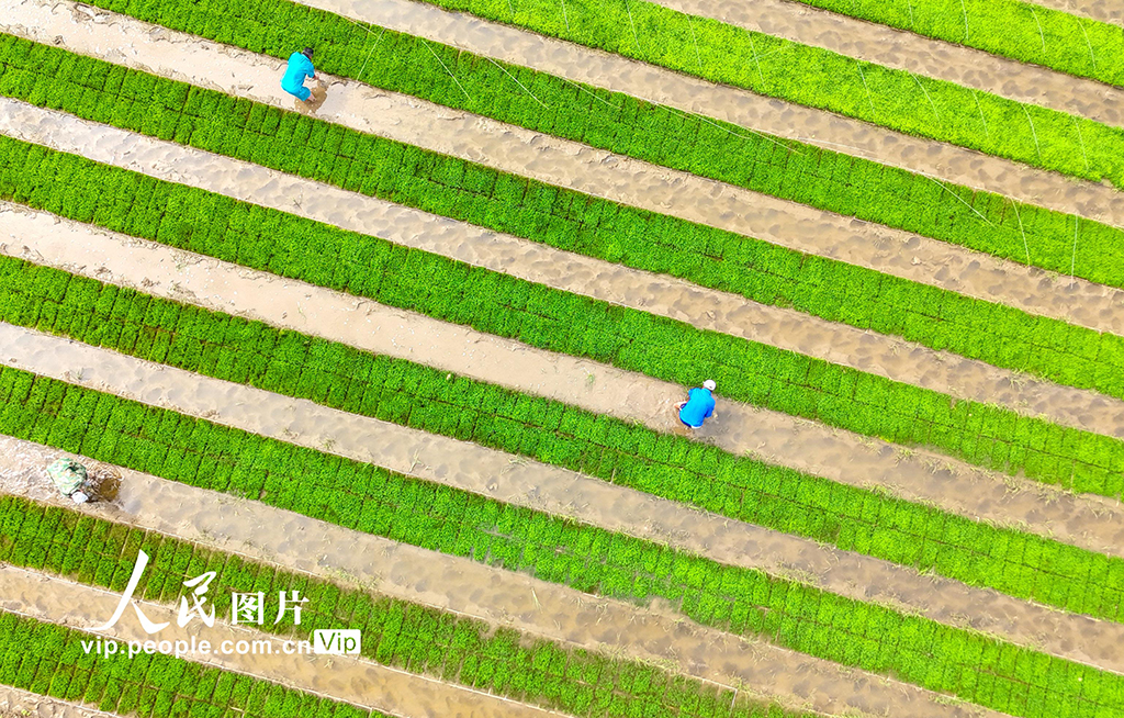 山東青島：鹽堿地插秧【4】