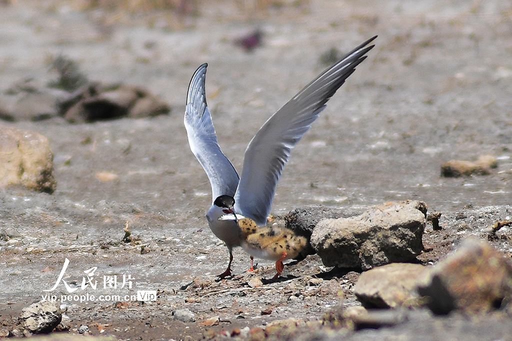 山東青島：夏日濕地生態(tài)美【3】
