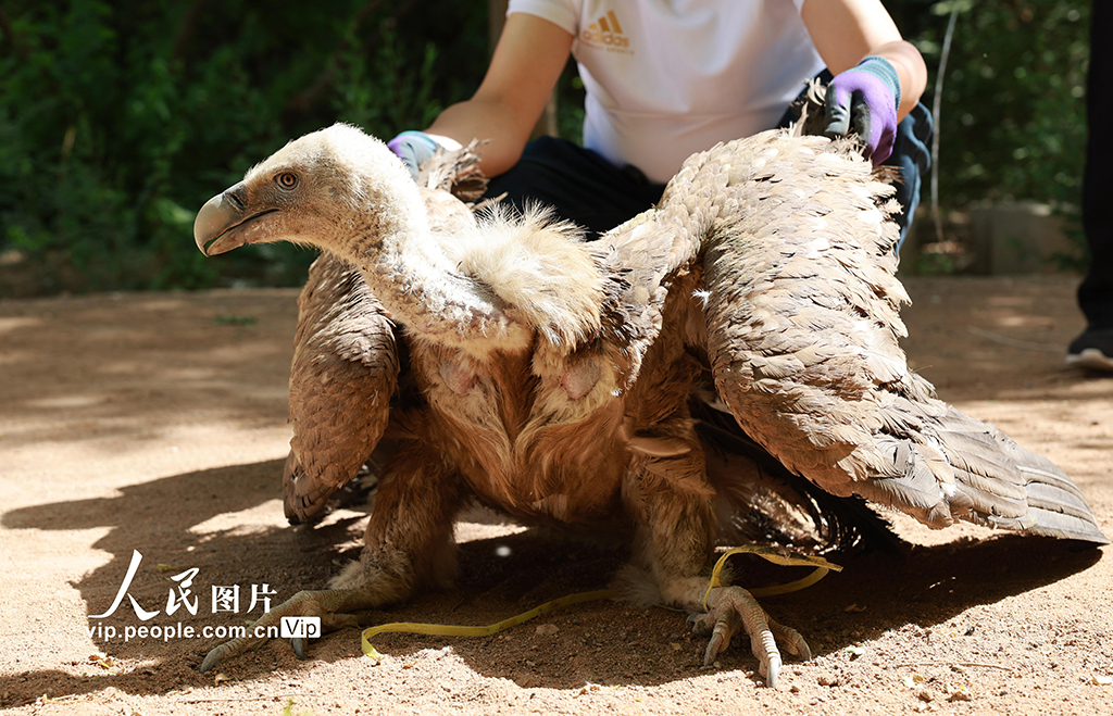 甘肅金塔：救助野生保護(hù)動物兀鷲【4】
