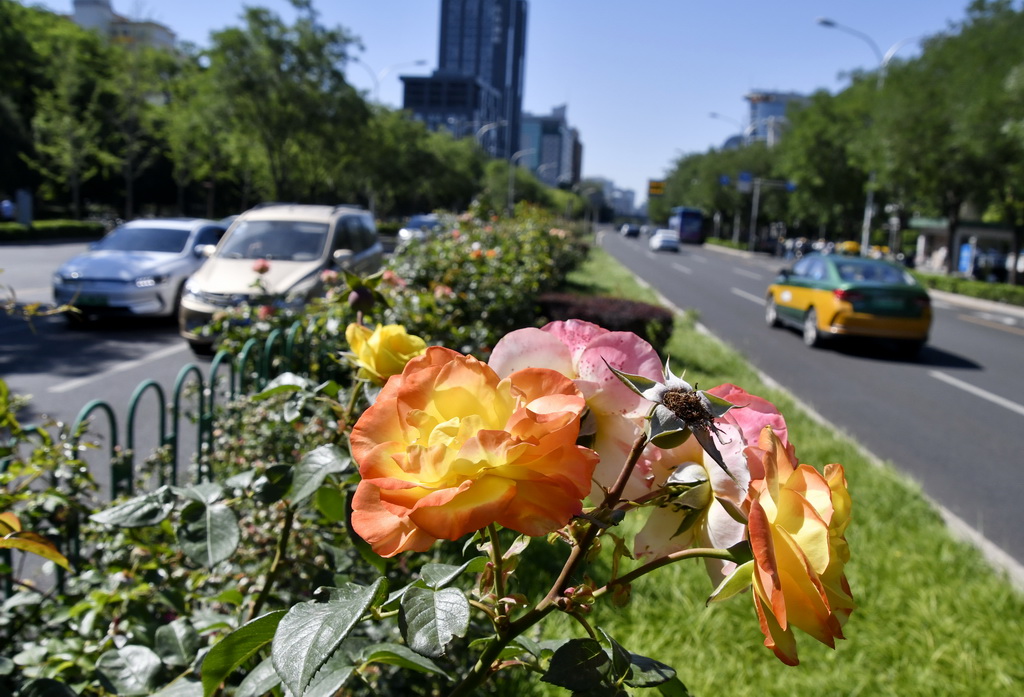 6月4日，北京市海淀區(qū)一處道路綠化帶里盛開的月季花。