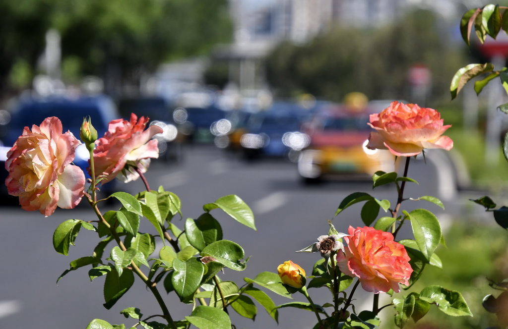 6月4日，北京市海淀區(qū)一處道路綠化帶里盛開的月季花。