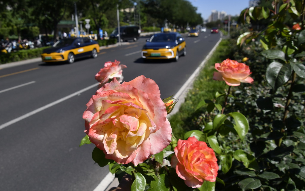 6月4日，北京市海淀區(qū)一處道路綠化帶里盛開的月季花。