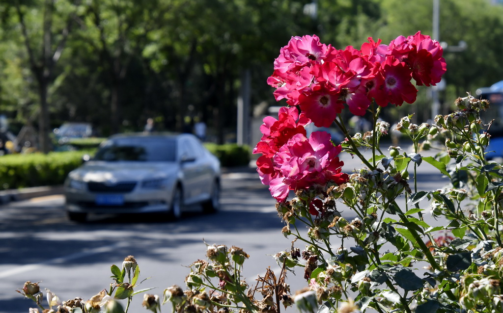 6月4日，北京市海淀區(qū)一處道路綠化帶里盛開的月季花。