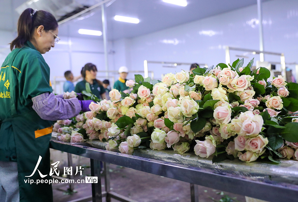 甘肅蘭州：打造生態(tài)融合型智能鮮花基地【2】