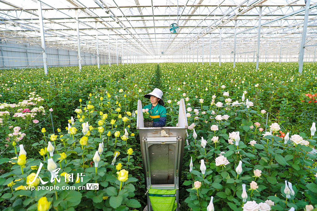 甘肅蘭州：打造生態(tài)融合型智能鮮花基地【4】