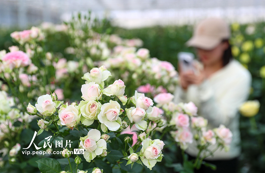 甘肅蘭州：打造生態(tài)融合型智能鮮花基地【3】