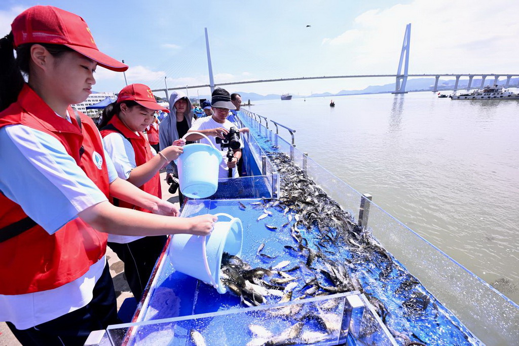 6月6日，在福建省福州市閩江入海口舉行的全國水生生物同步增殖放流主會場活動中，志愿者將魚苗轉(zhuǎn)移至放流槽。