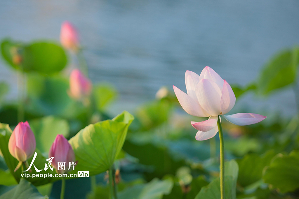 四川遂寧：夏日荷韻濃