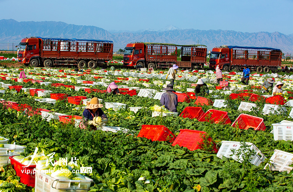 甘肅張掖：夏菜豐收供應(yīng)市場(chǎng)