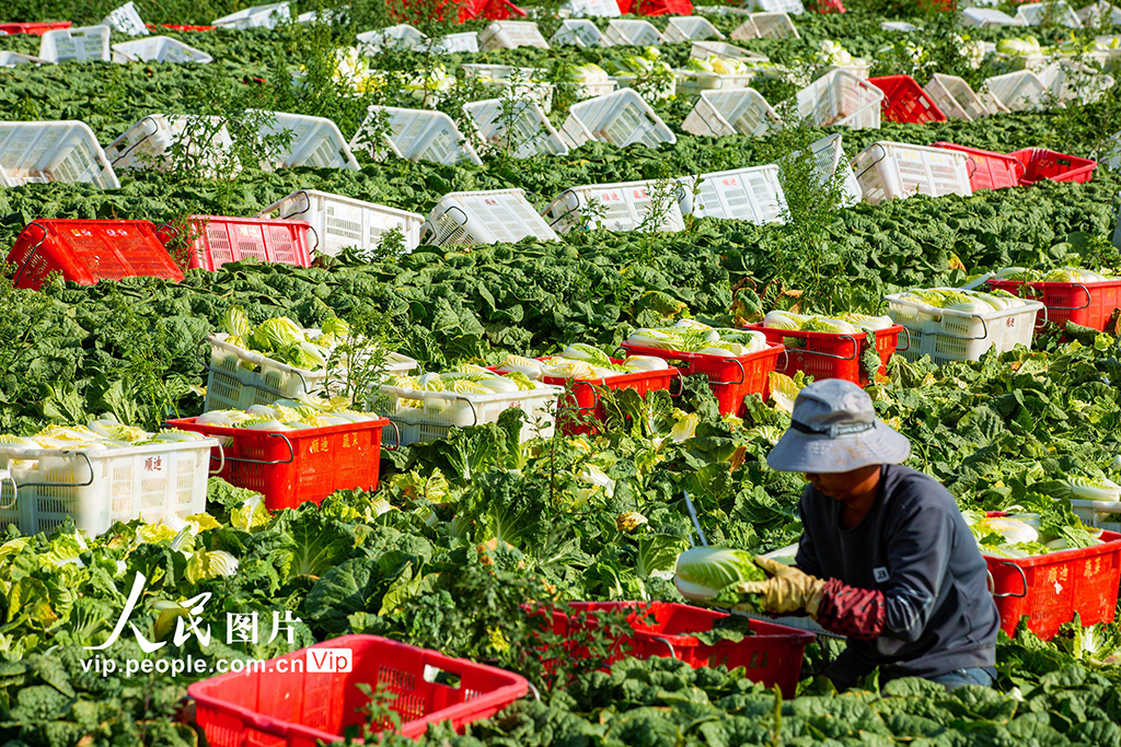 甘肅張掖：夏菜豐收供應(yīng)市場【2】