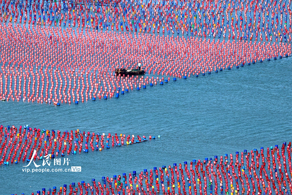 福建霞浦：海洋牧場養(yǎng)殖作業(yè)【5】