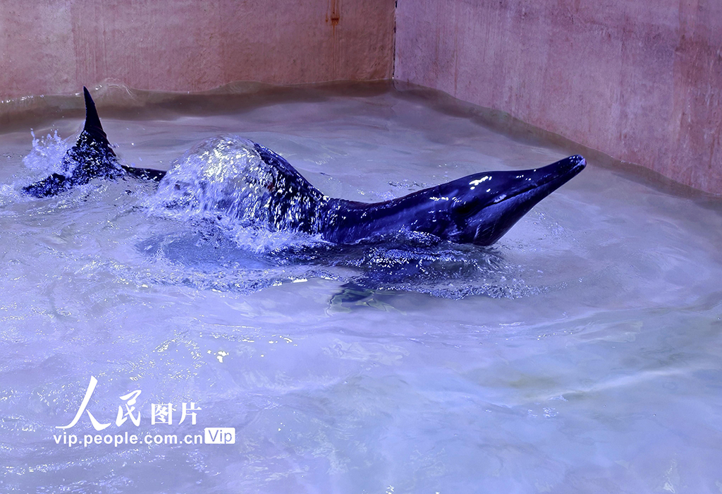 海南三亞：我國今年首頭成功救助的擱淺糙齒海豚成功放歸大?！?】