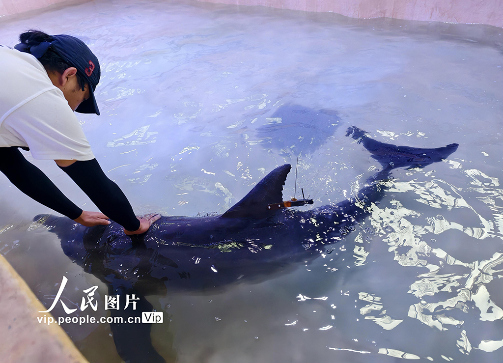 海南三亞：我國(guó)今年首頭成功救助的擱淺糙齒海豚成功放歸大海