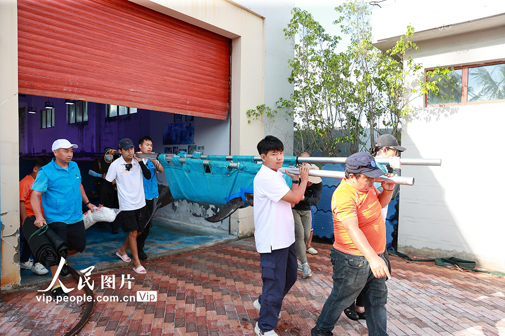 海南三亞：我國今年首頭成功救助的擱淺糙齒海豚成功放歸大?！?】
