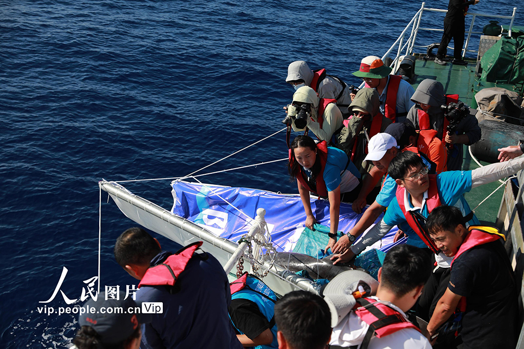 海南三亞：我國今年首頭成功救助的擱淺糙齒海豚成功放歸大?！?0】