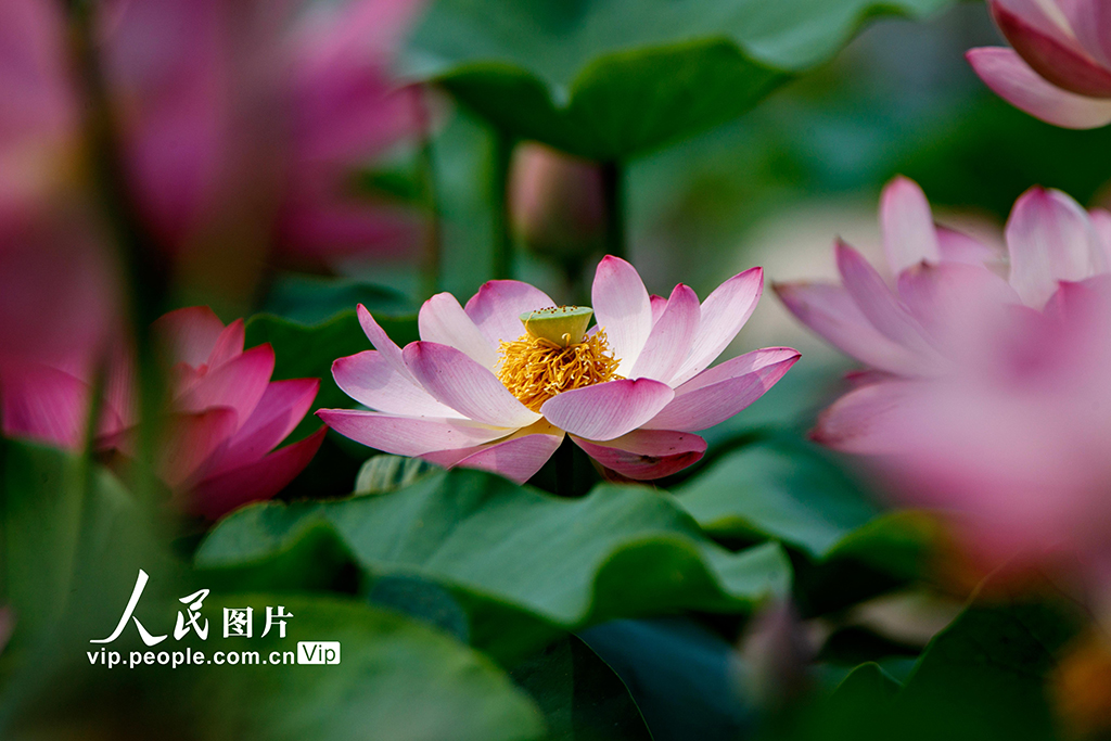 河南睢縣：初夏荷花始盛開【4】