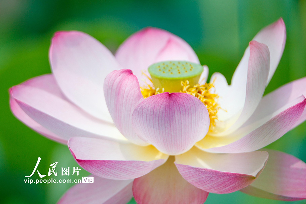 河南睢縣：初夏荷花始盛開【6】
