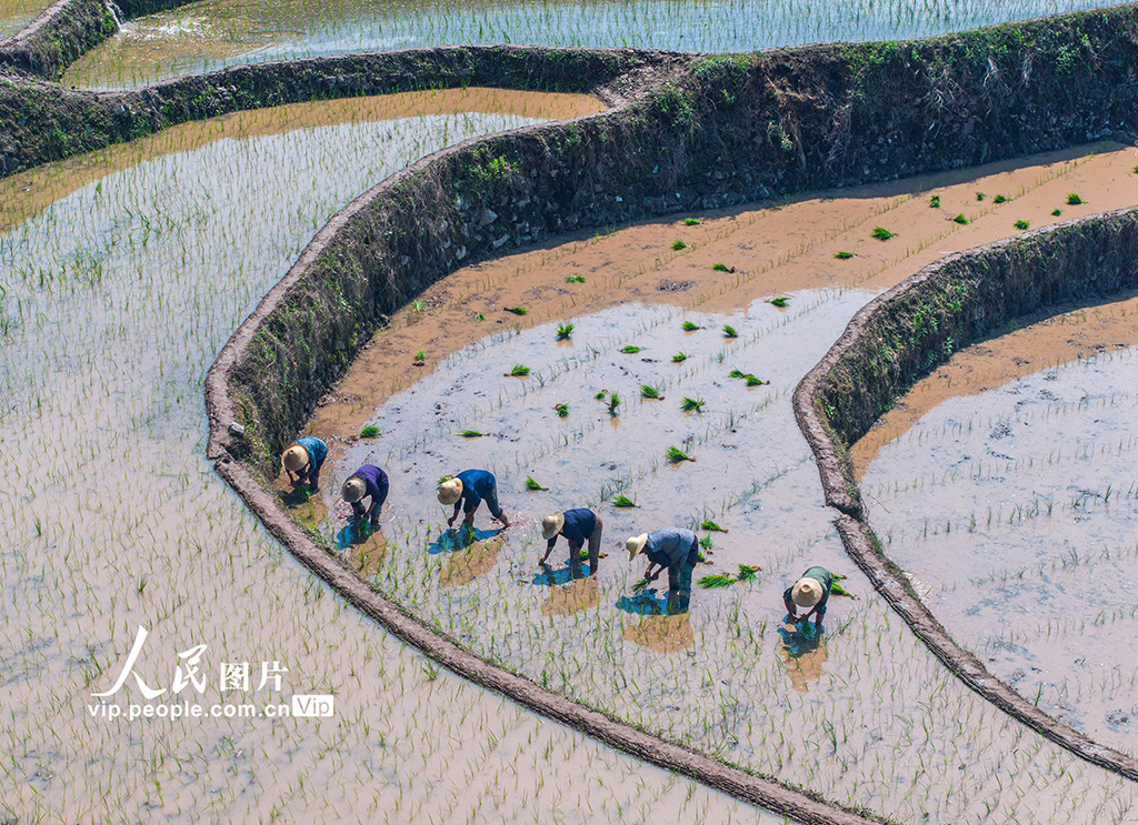 湖北秭歸：穩(wěn)定水稻生產(chǎn) 助力農(nóng)民增收【3】