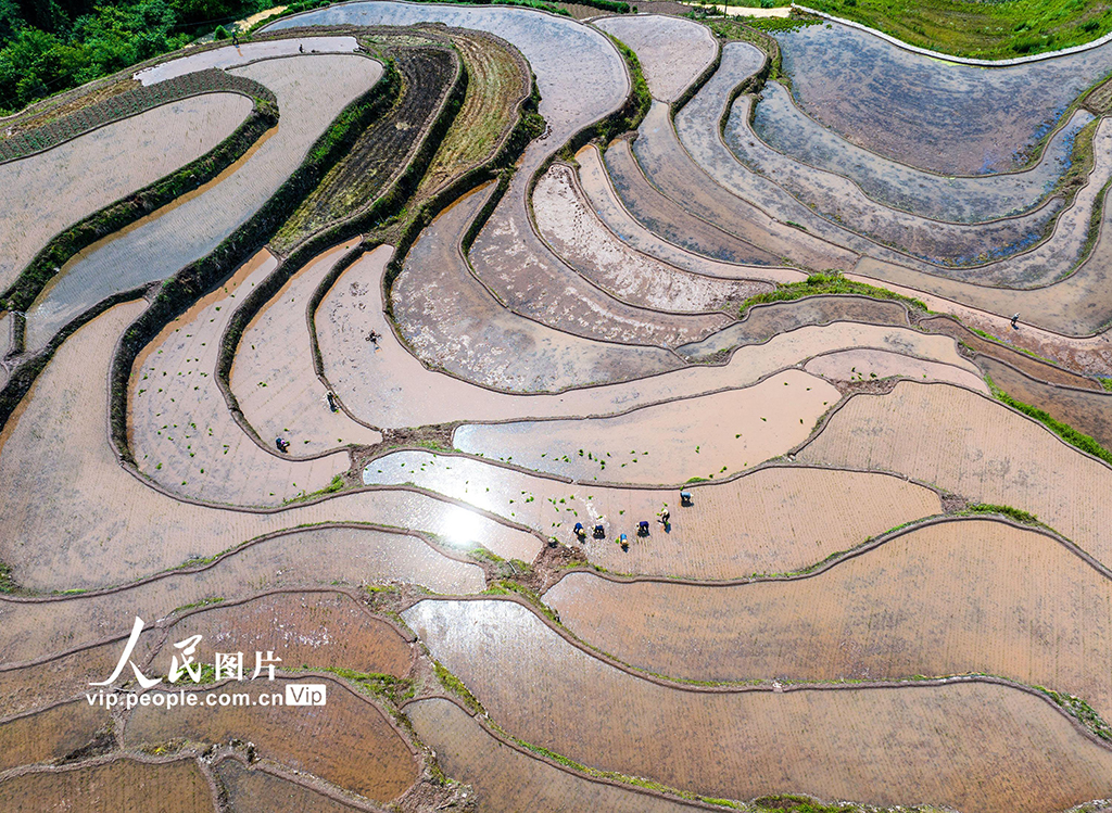 湖北秭歸：穩(wěn)定水稻生產(chǎn) 助力農(nóng)民增收