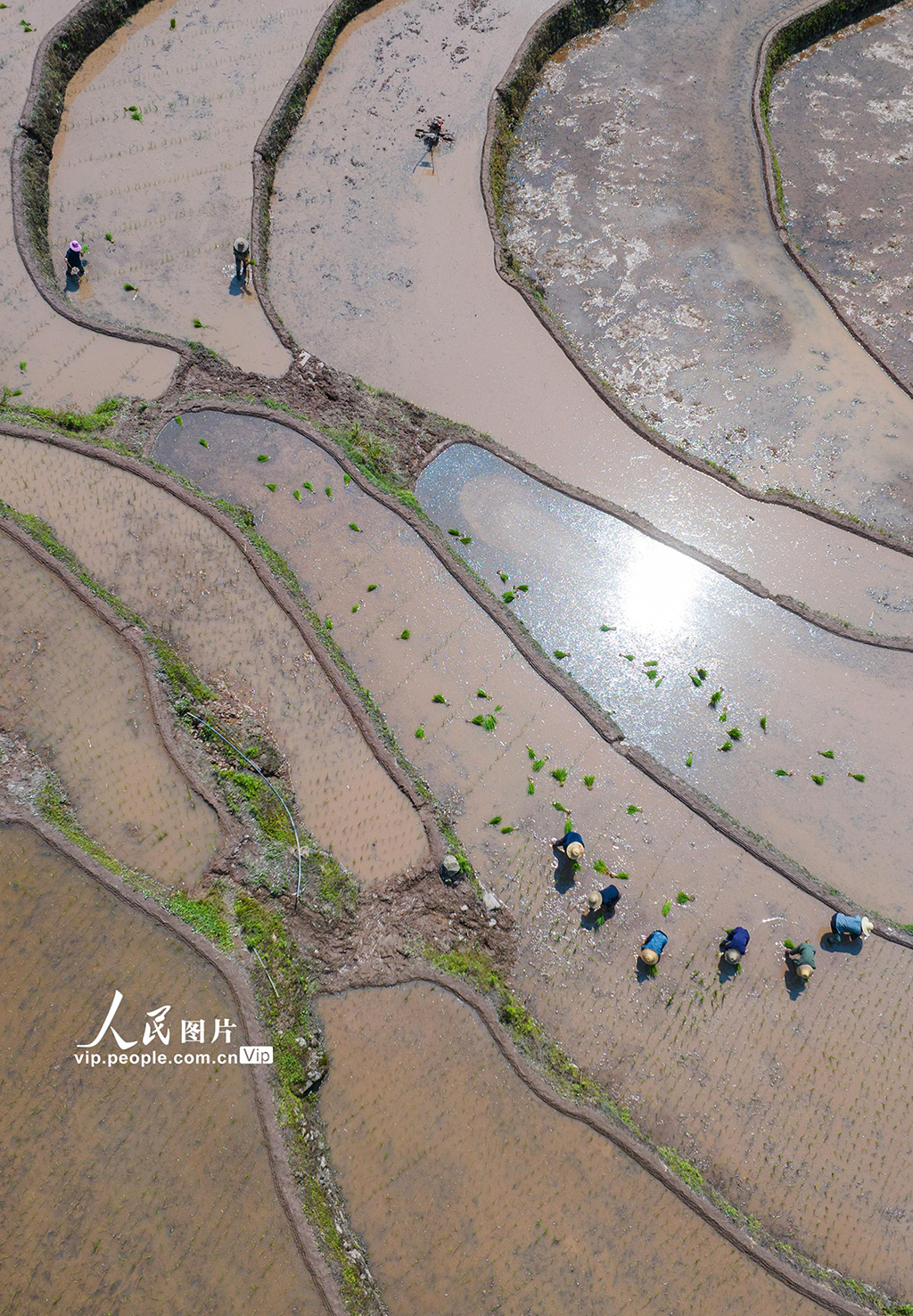 湖北秭歸：穩(wěn)定水稻生產(chǎn) 助力農(nóng)民增收【4】
