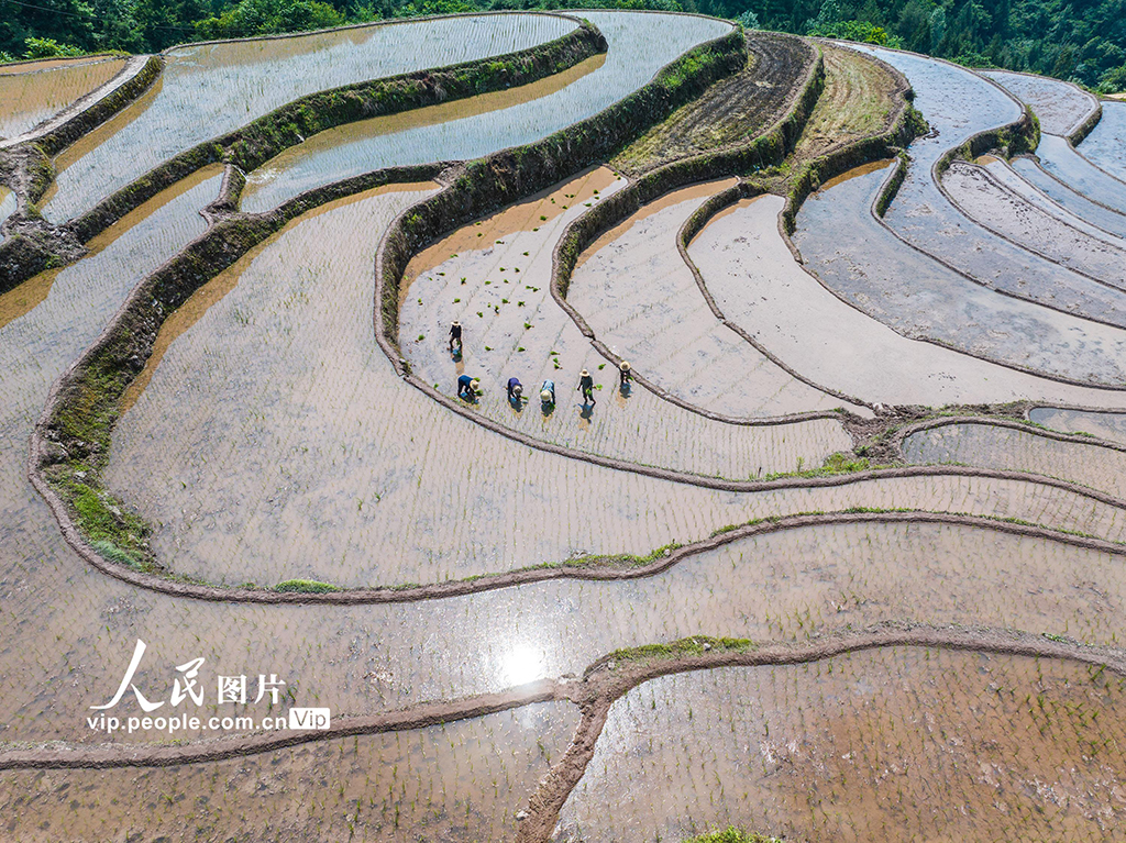 湖北秭歸：穩(wěn)定水稻生產(chǎn) 助力農(nóng)民增收【2】