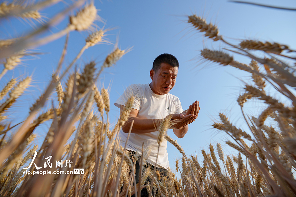山西運(yùn)城：黃河灘涂農(nóng)業(yè)生產(chǎn)忙【3】