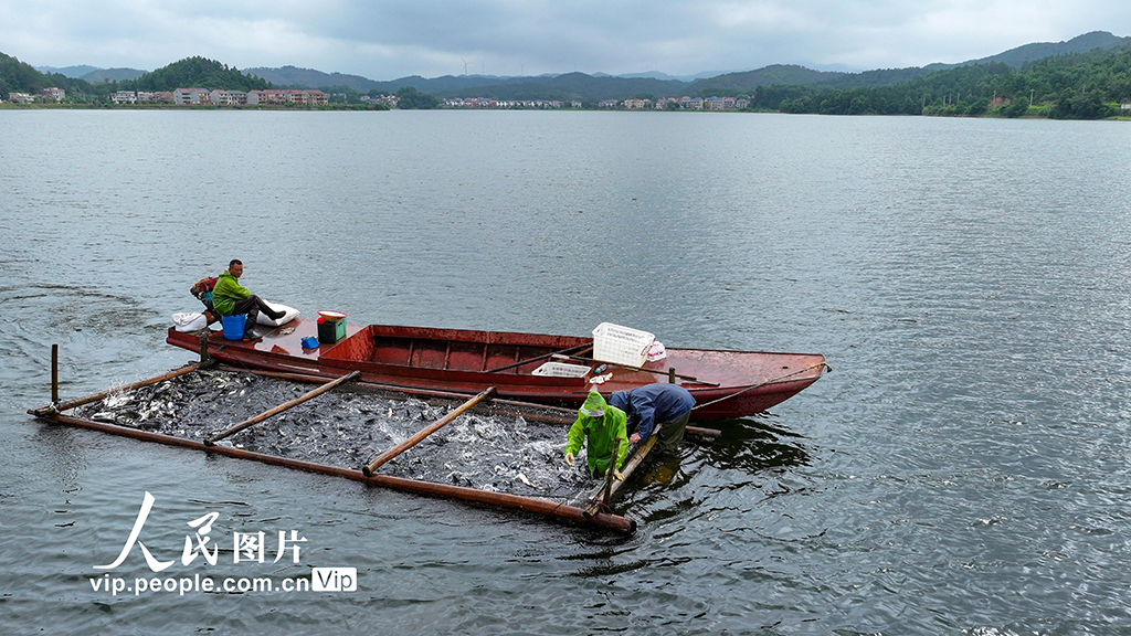 江西吉水：魚躍人歡捕撈忙