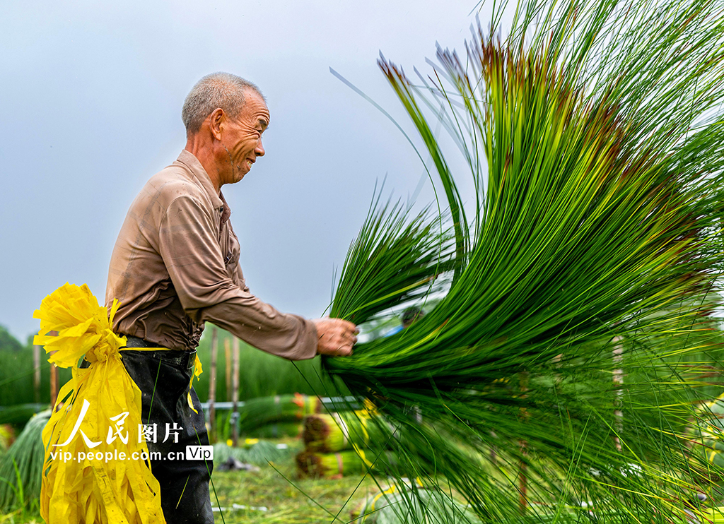 浙江寧波：藺草開(kāi)鐮收割【8】