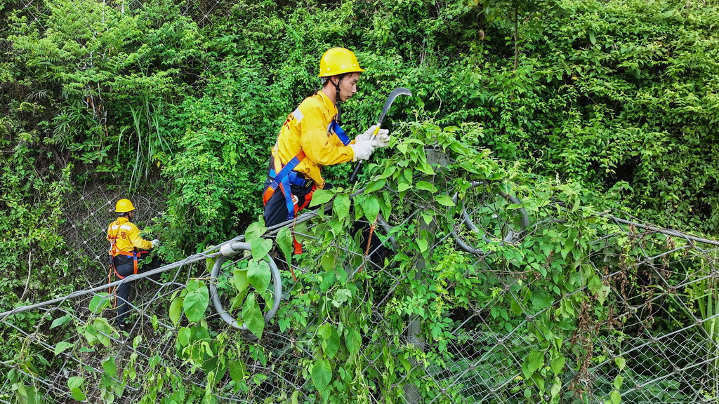 橋隧工人清除被動(dòng)網(wǎng)上的藤蔓和雜草（7月15日攝，無(wú)人機(jī)照片）。
