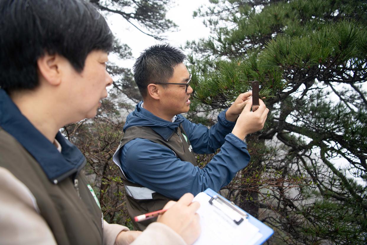 2025年4月22日，黃山風(fēng)景區(qū)管理委員會園林局高級工程師吳貽軍（右）和同事湯明霞在封閉輪休中的蓮花峰景點(diǎn)檢測代表性植物黃山松梢頭生長量。新華社記者 張端 攝