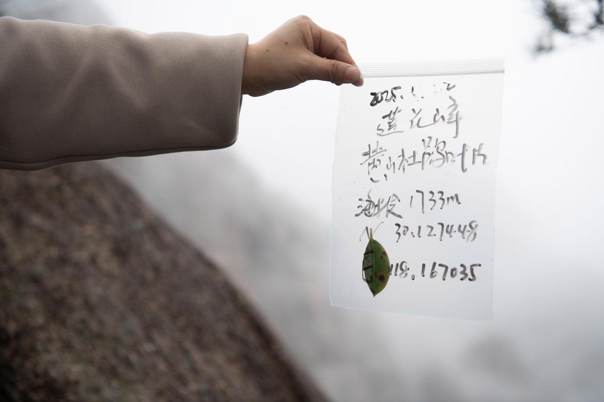 2025年4月22日，黃山風(fēng)景區(qū)管理委員會園林局資源保護(hù)管理科林業(yè)工程師湯明霞在封閉輪休中的蓮花峰景點(diǎn)采集林業(yè)有害生物樣本。新華社記者 張端 攝
